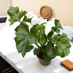 Philodendron Shangri La