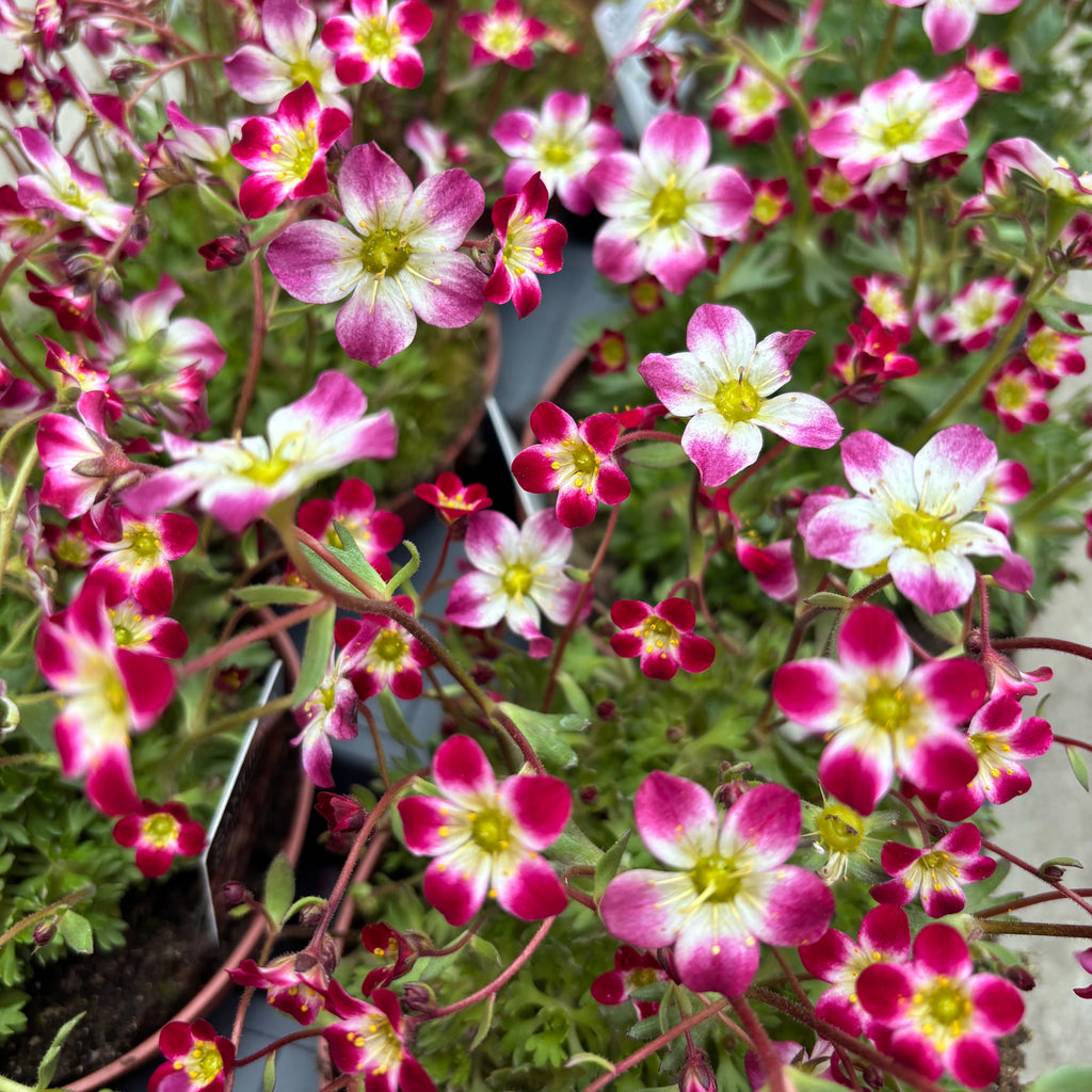 Саксифрага X Arendsii Marto™ Red Picotee