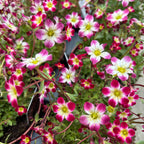 Saxifraga X Arendsii Marto™ Red Picotee