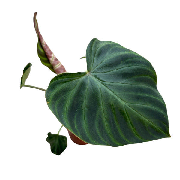 Philodendron Verrucosum Incensi *babyplant