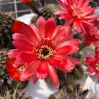 Echinopsis cv. ‘Maria Piazza’ – nagy virágú kaktusz