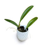 Bulbophyllum mastersianum