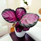 Calathea Roseopicta 'Rosy'