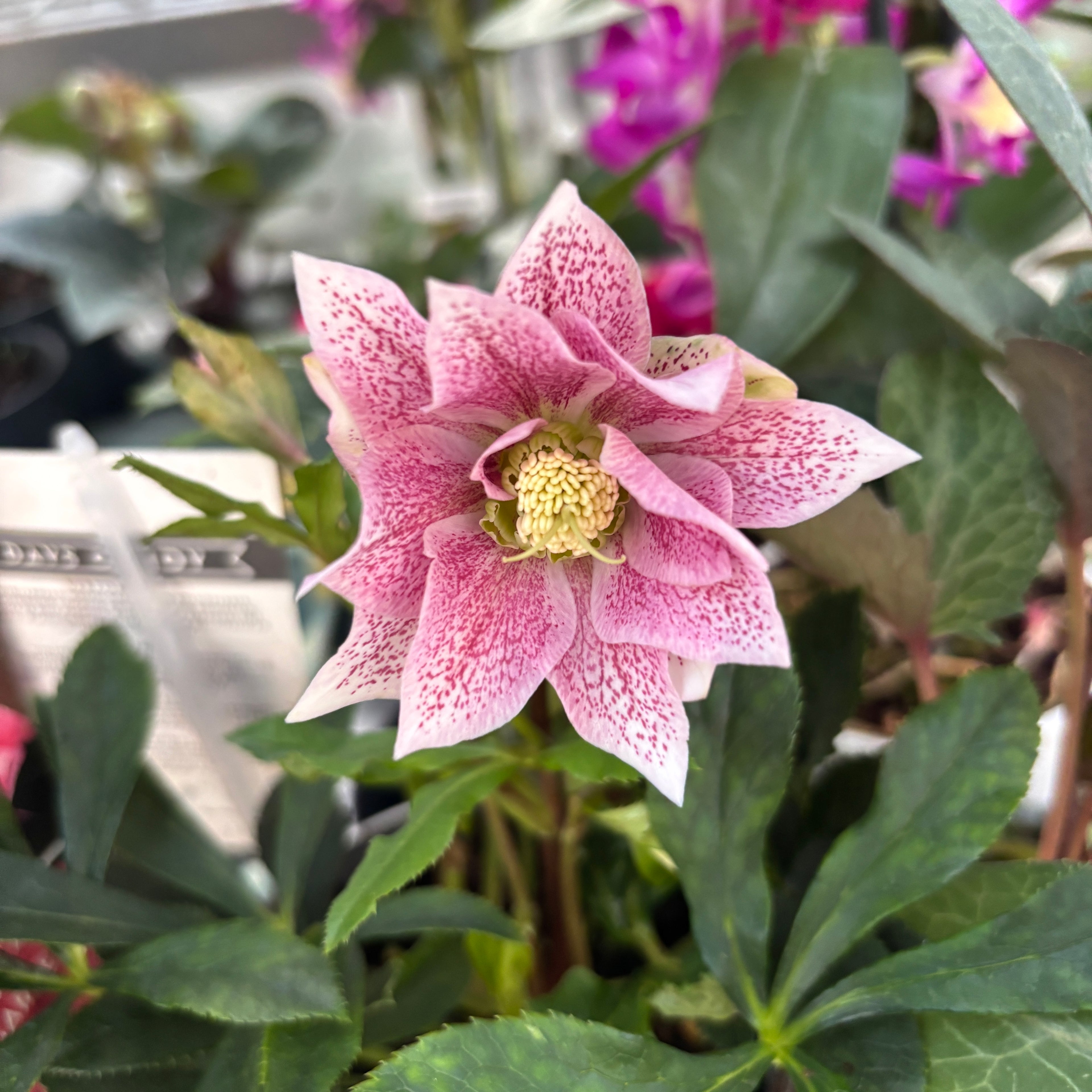 Helleborus orientalis ‘Double Ellen Pink’ (Spanz) D12
