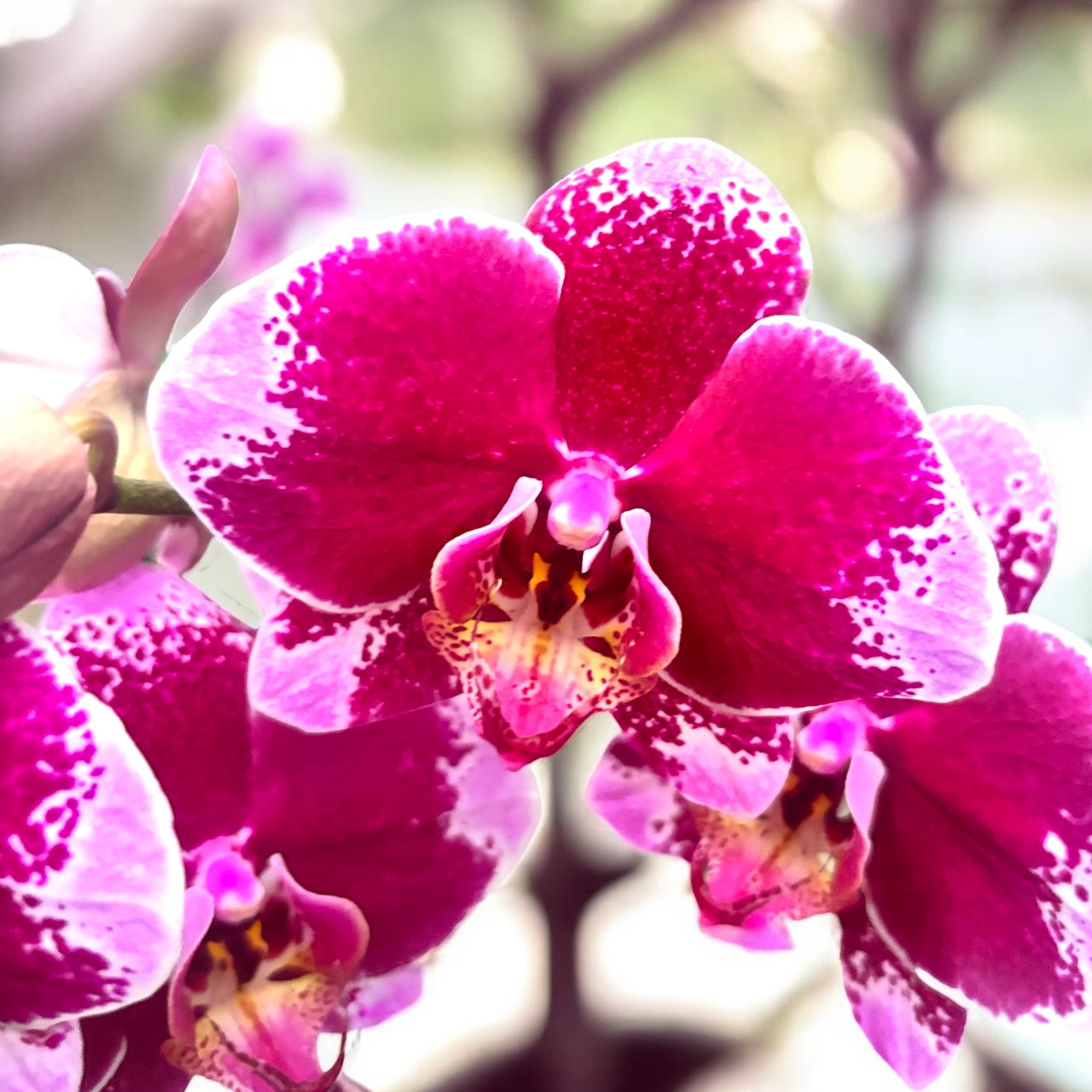 Phalaenopsis Faction