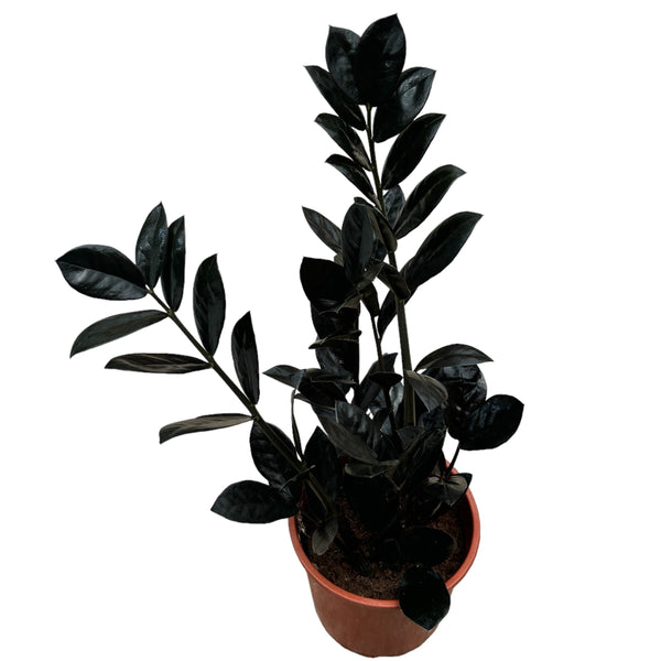 Zamioculcas zamiifolia 'Raven ZZ' ('Dowon') D14 - Eternal plant