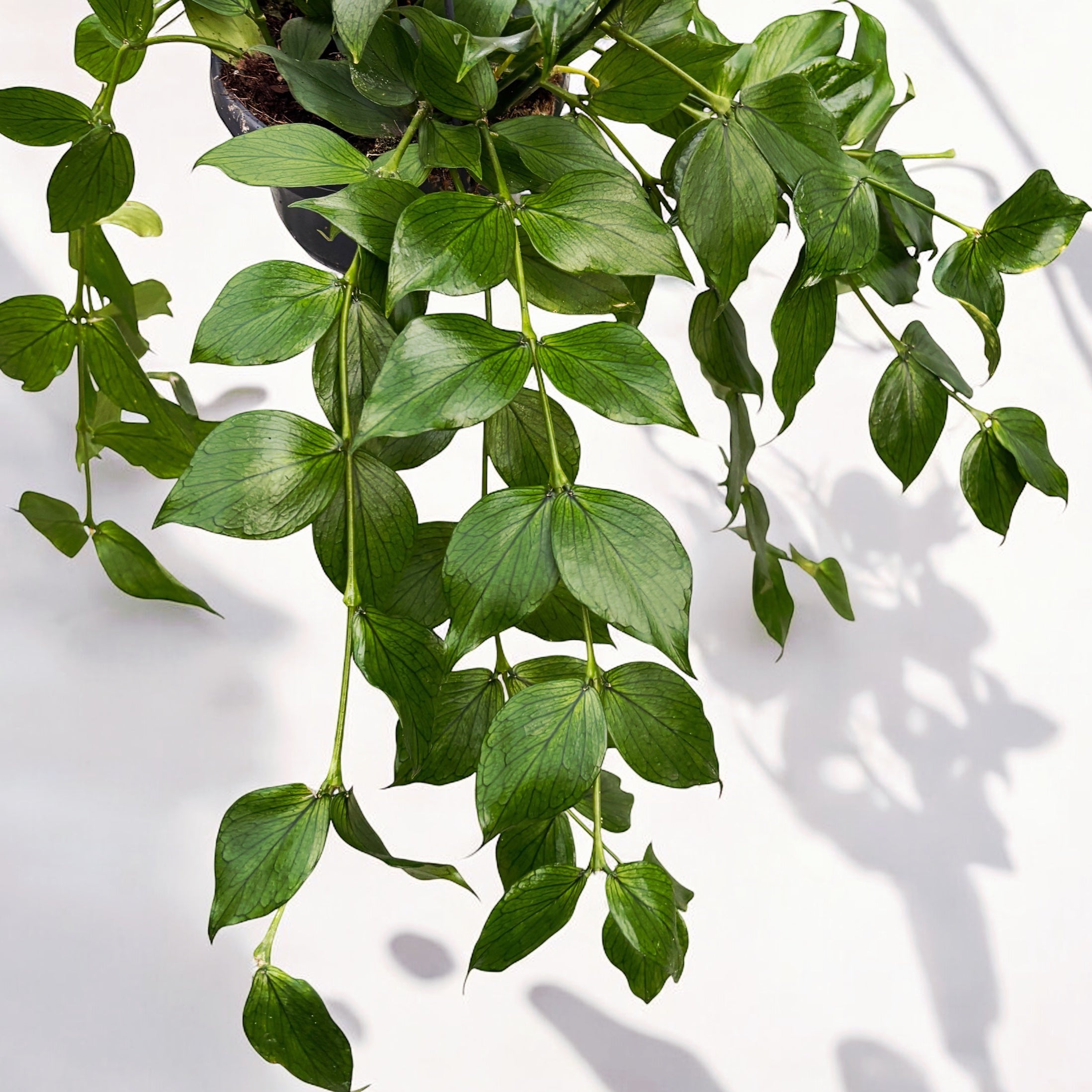 Hoya polyneura (Fishtail Hoya) - full pots