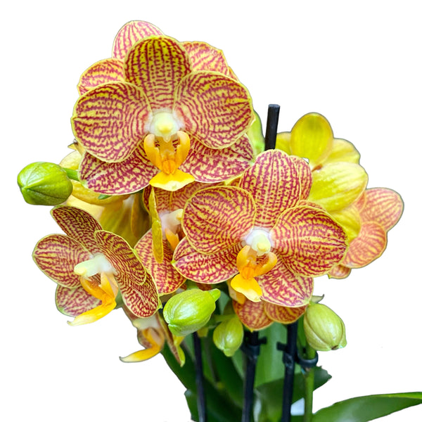 Phalaenopsis Indian Summer (Little Zorro) - award-winning orchid