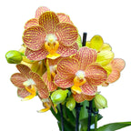 Phalaenopsis Indian Summer (Little Zorro) - palkittu orkidea