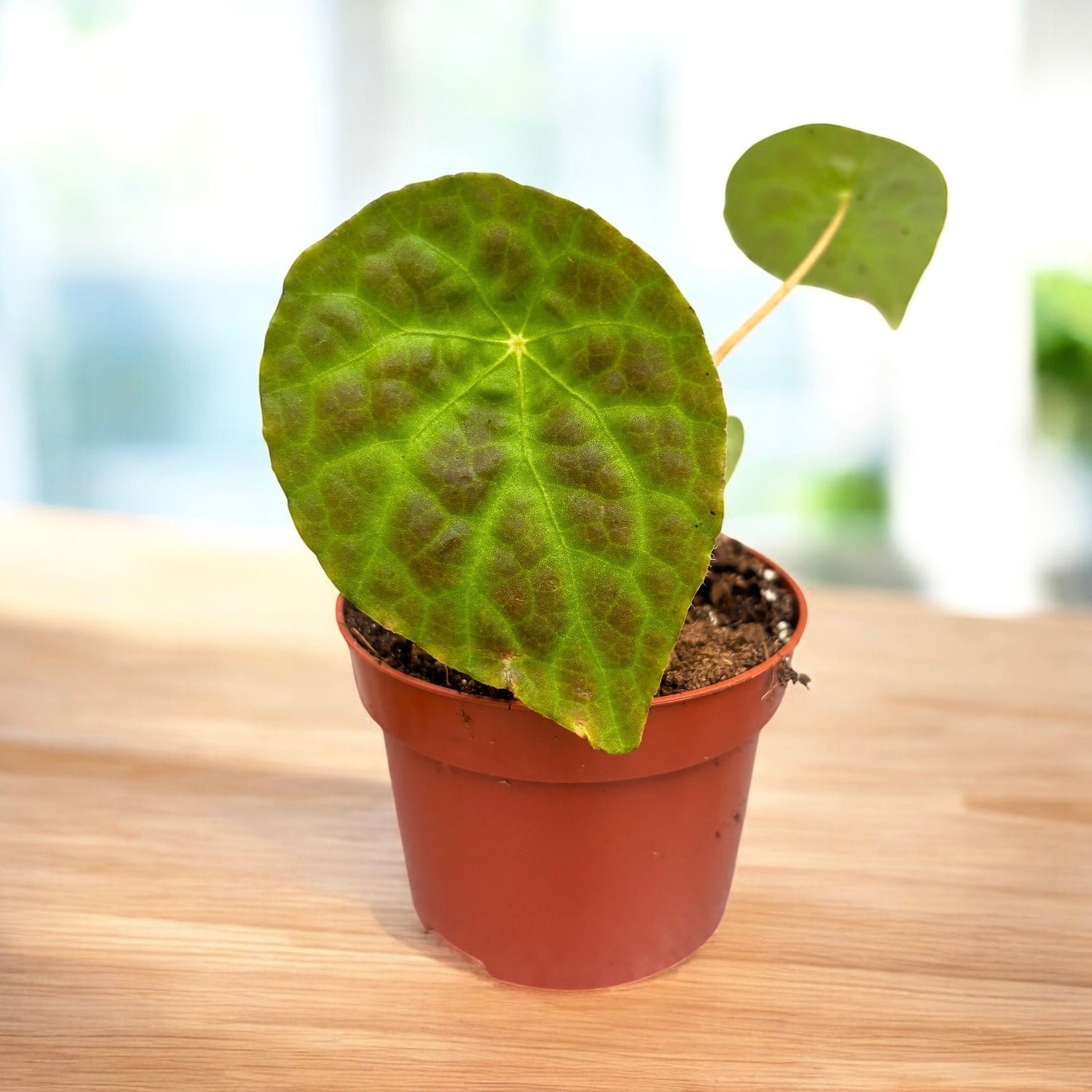 Begonia phuthoensis – varietate botanica rara, cu frunzis catifelat si texturi spectaculoase