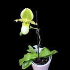 Paphiopedilum primulinum (sequential/multiflower)