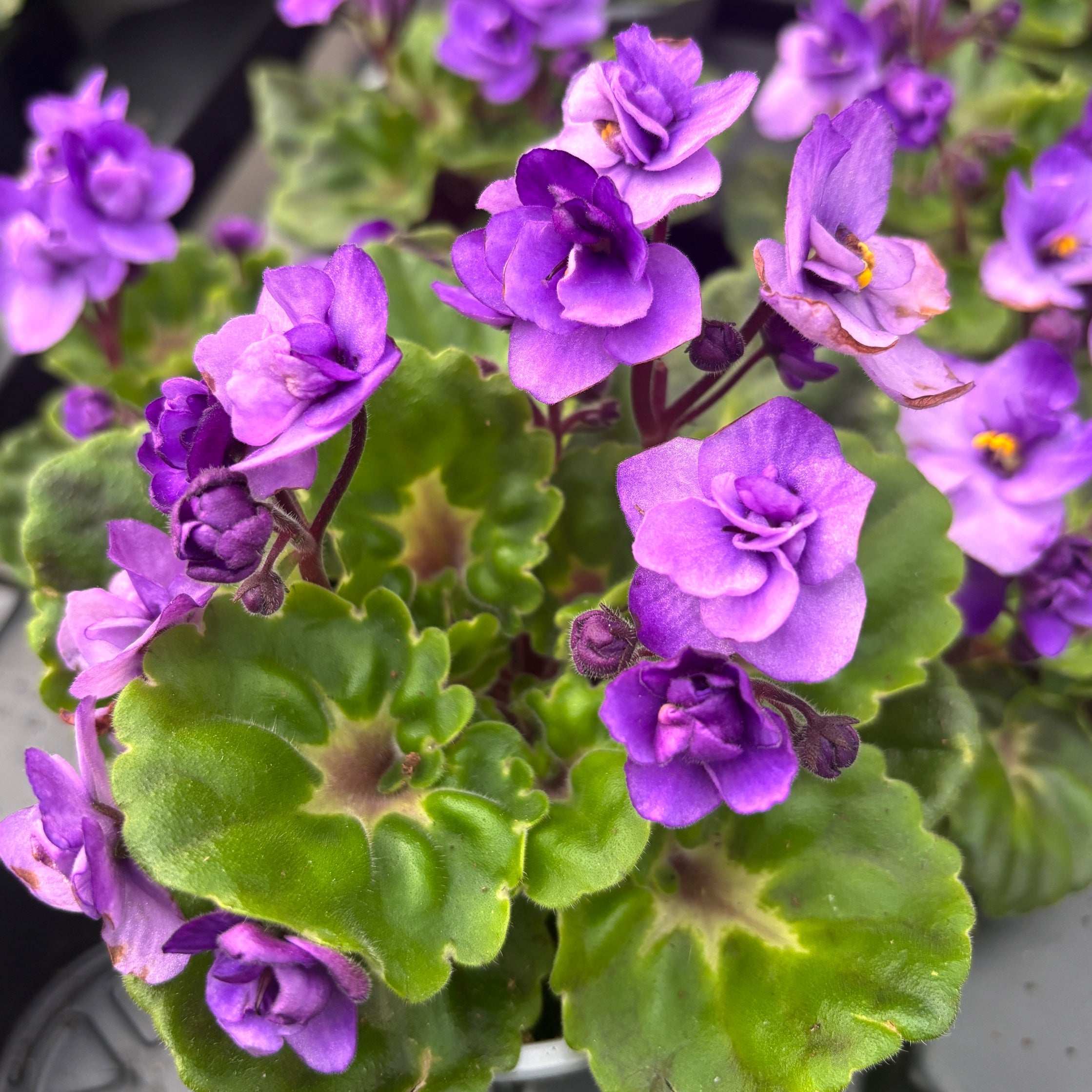 Saintpaulia Rococo Purple - Parma fialová s plnými květy – Secret
