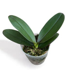 Phalaenopsis Sogo Yellowtris (peloric) parfumat