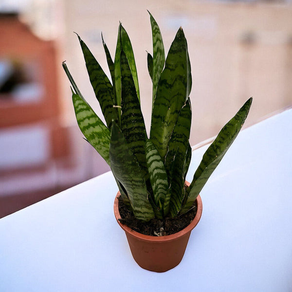 Sansevieria trifasciata Zeylanica