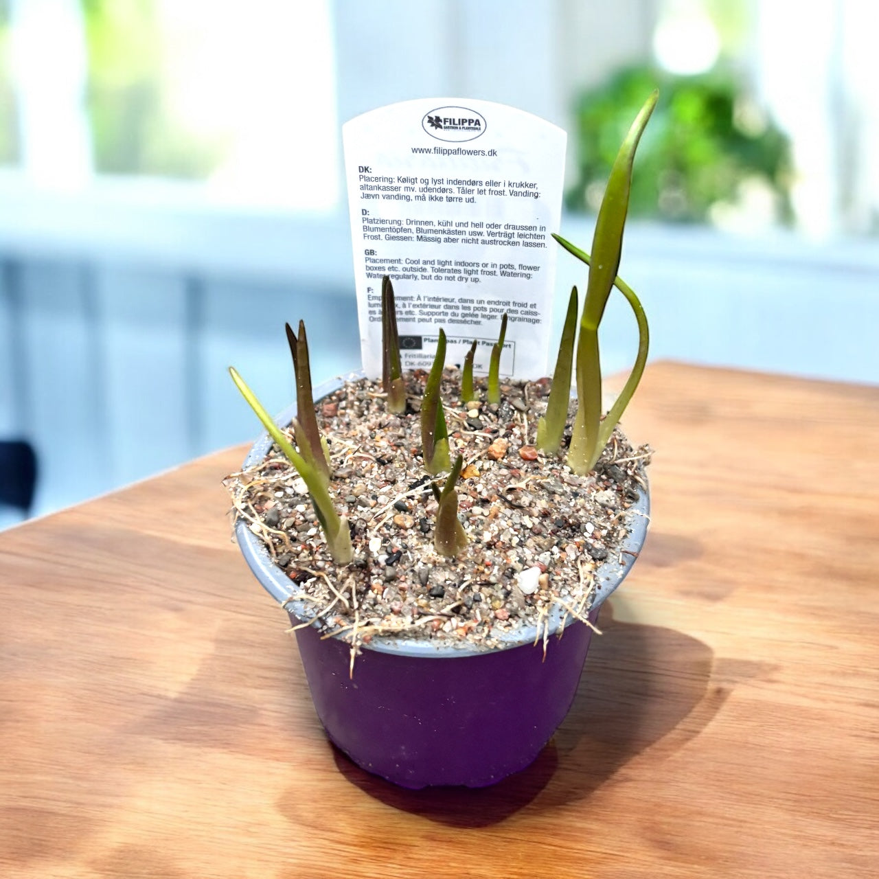 Bulbi de Fritillaria meleagris - mix in ghiveci