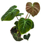 Philodendron rubrijuvenile 'El Choco Red' - 2 rostliny/květináč