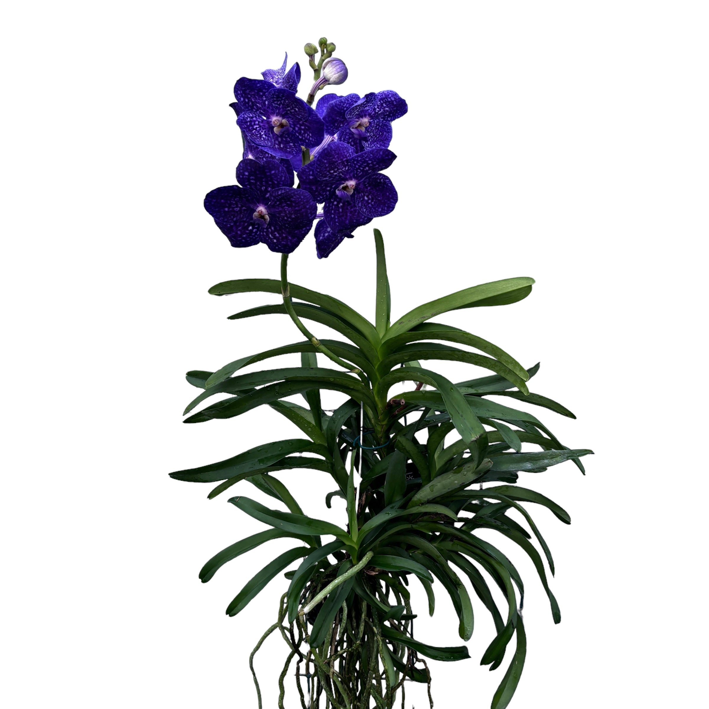 Vanda Tweed Blau XXL 7p (Ansu)