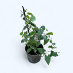 Thunbergia alata ‘Arizona Red’ (Suzana cu ochi negri)