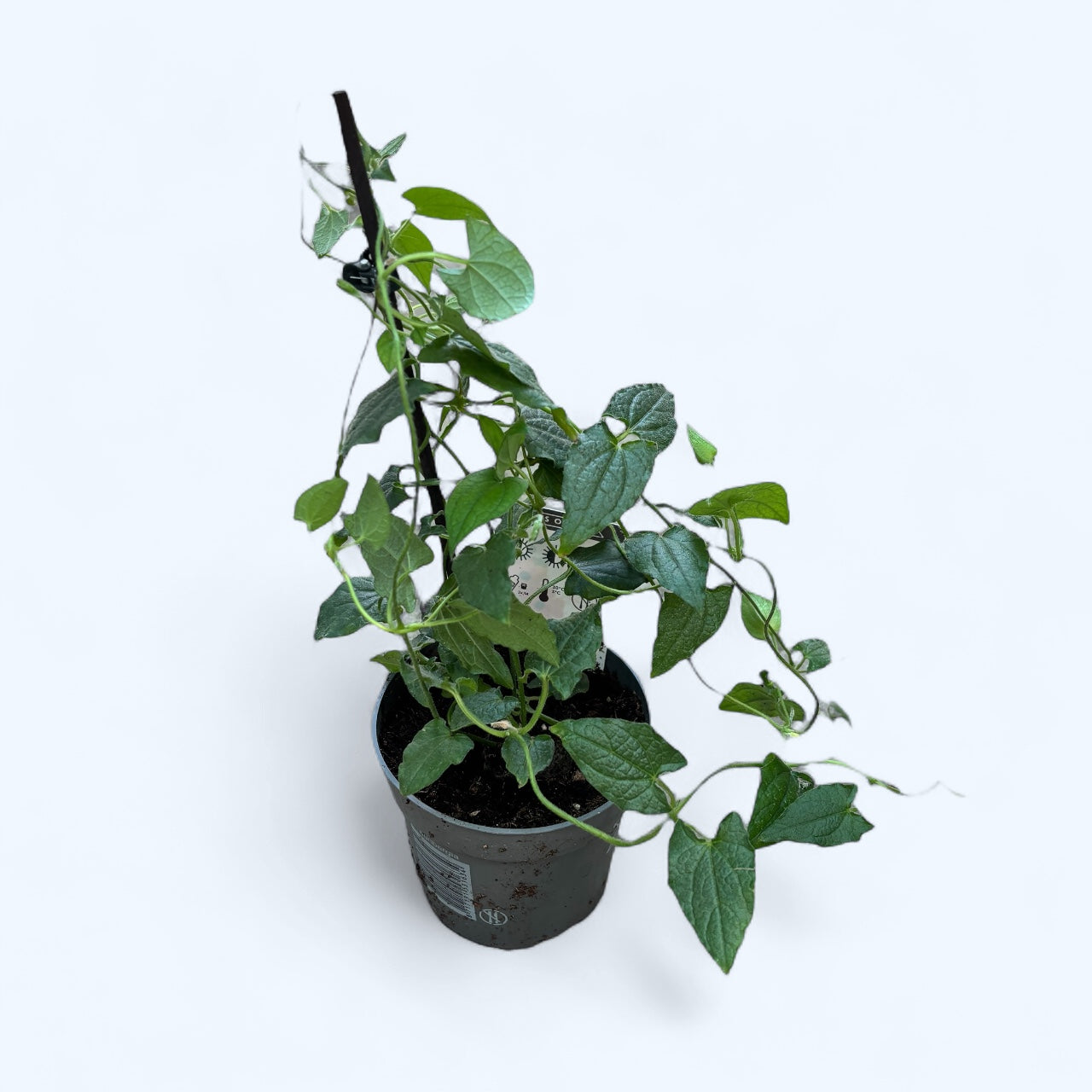 Thunbergia alata ‘Arizona Red’ (Suzana cu ochi negri)