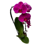 Phalaenopsis Flamingo (flori XL)
