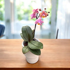 Phalaenopsis Melion - intensiv duftende Blumen (Parfüm Kollektion)