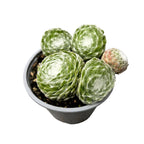 Sempervivum arachnoideum (planta urechelnita) D9