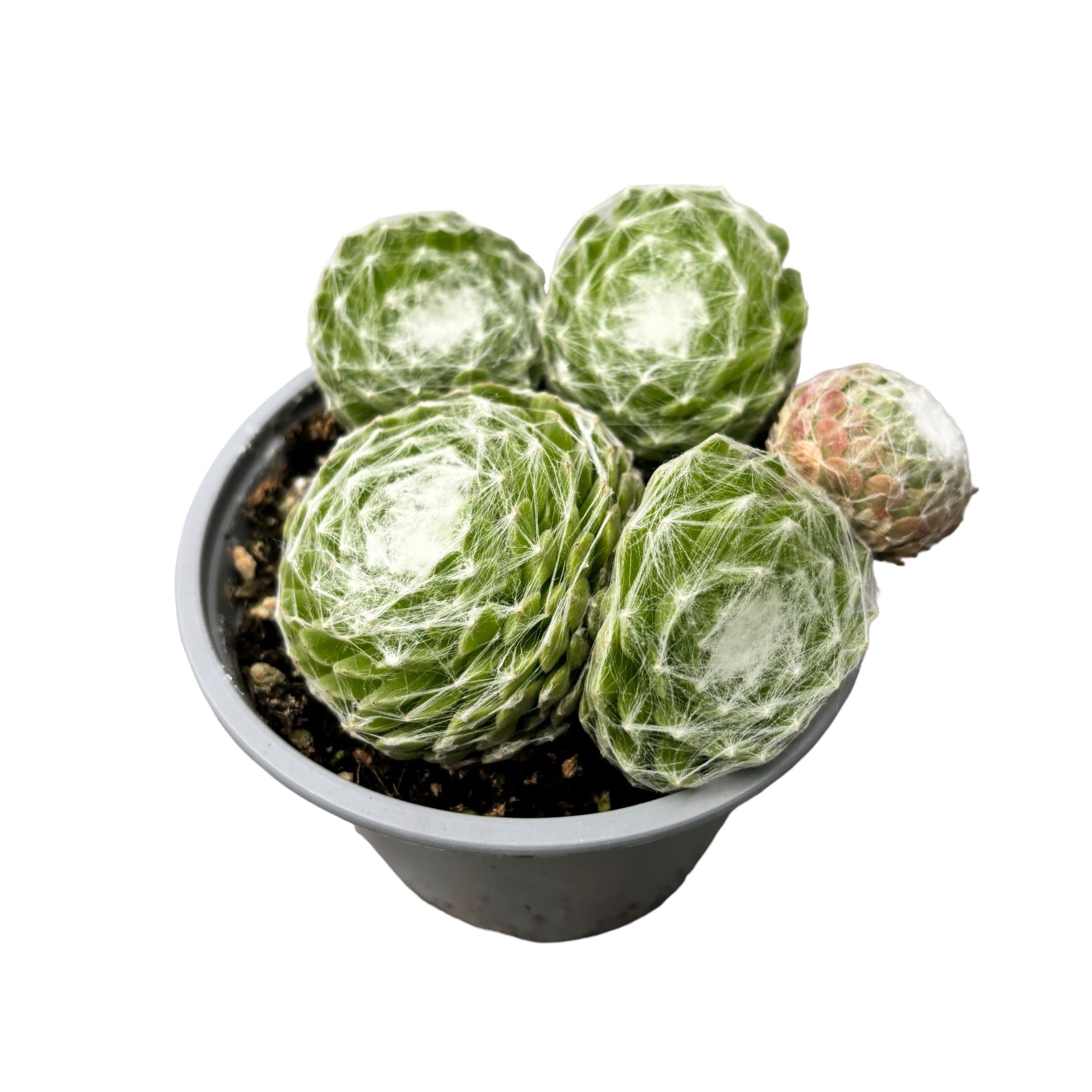 Sempervivum arachnoideum (planta urechelnita) D9