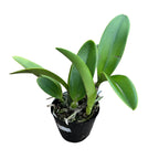 Cattleya Sea Breeze 'Blue Ribbon' HCC/AOS illatos