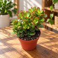 Crassula ovata 'Minima' - Kompakter Jadebaum