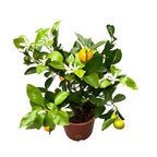 Calamondin Oriana (Citrina)
