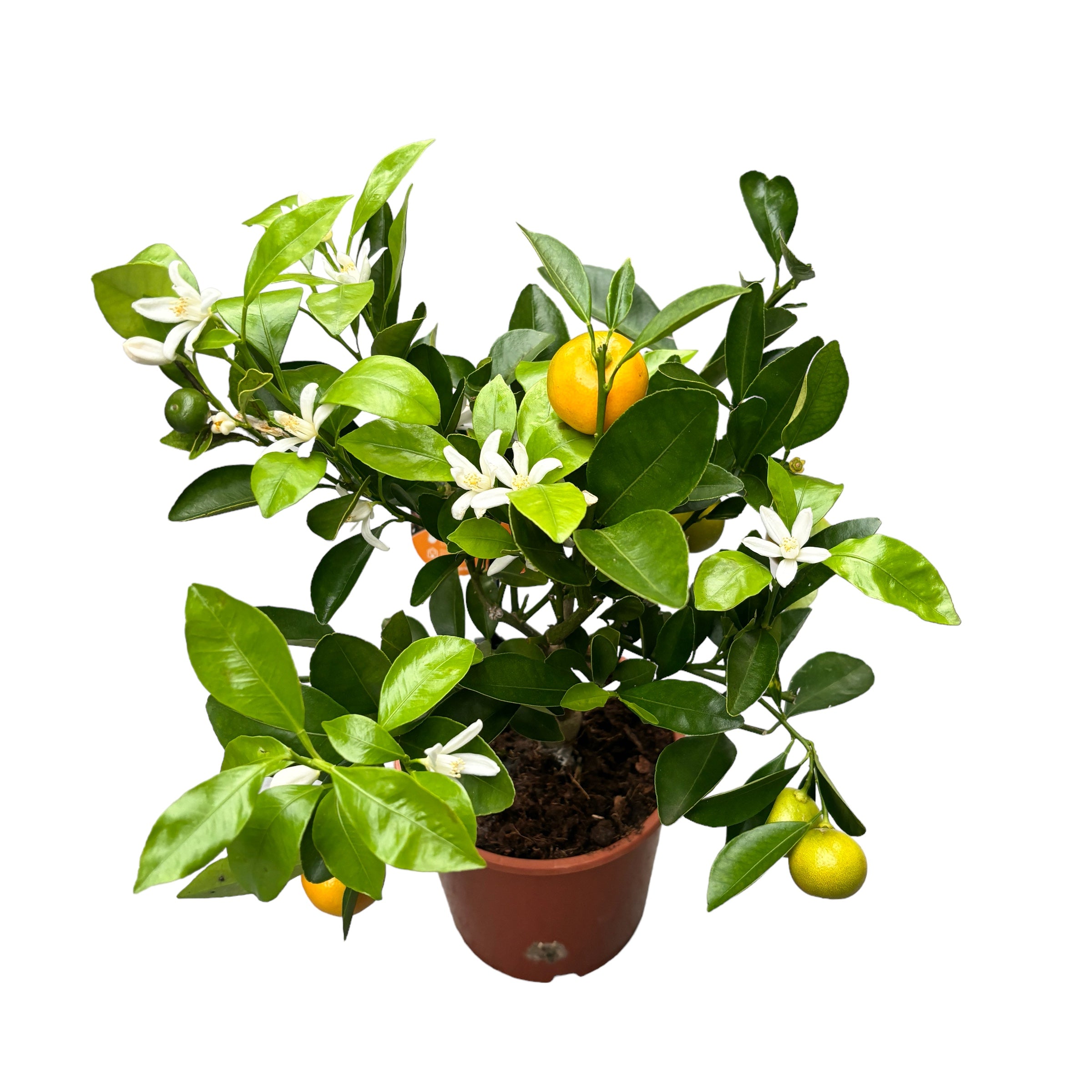 Calamondin Oriana (Citrina)