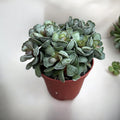 Adromischus Cristatus