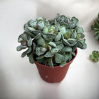 Adromischus Cristatus