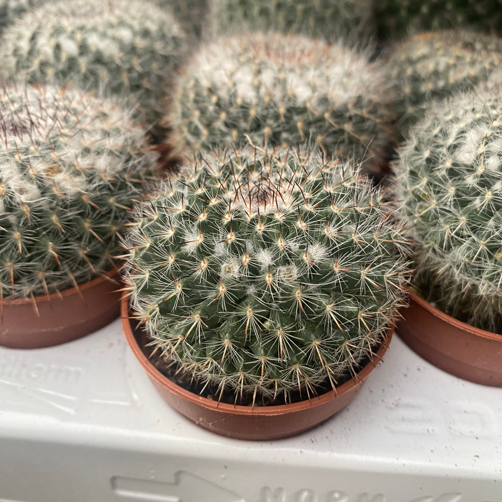 Mammillaria hahniana (Old lady cactus)