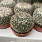 Mammillaria hahniana (Gammal dam-kaktus)