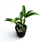 Dendrobium griffithianum 'Yellow Yuan'