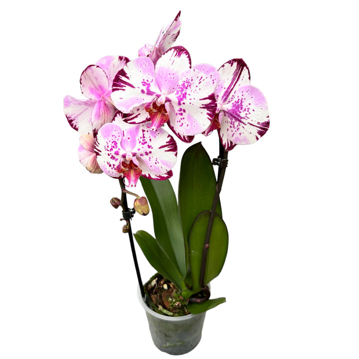 Phalaenopsis Magic Art