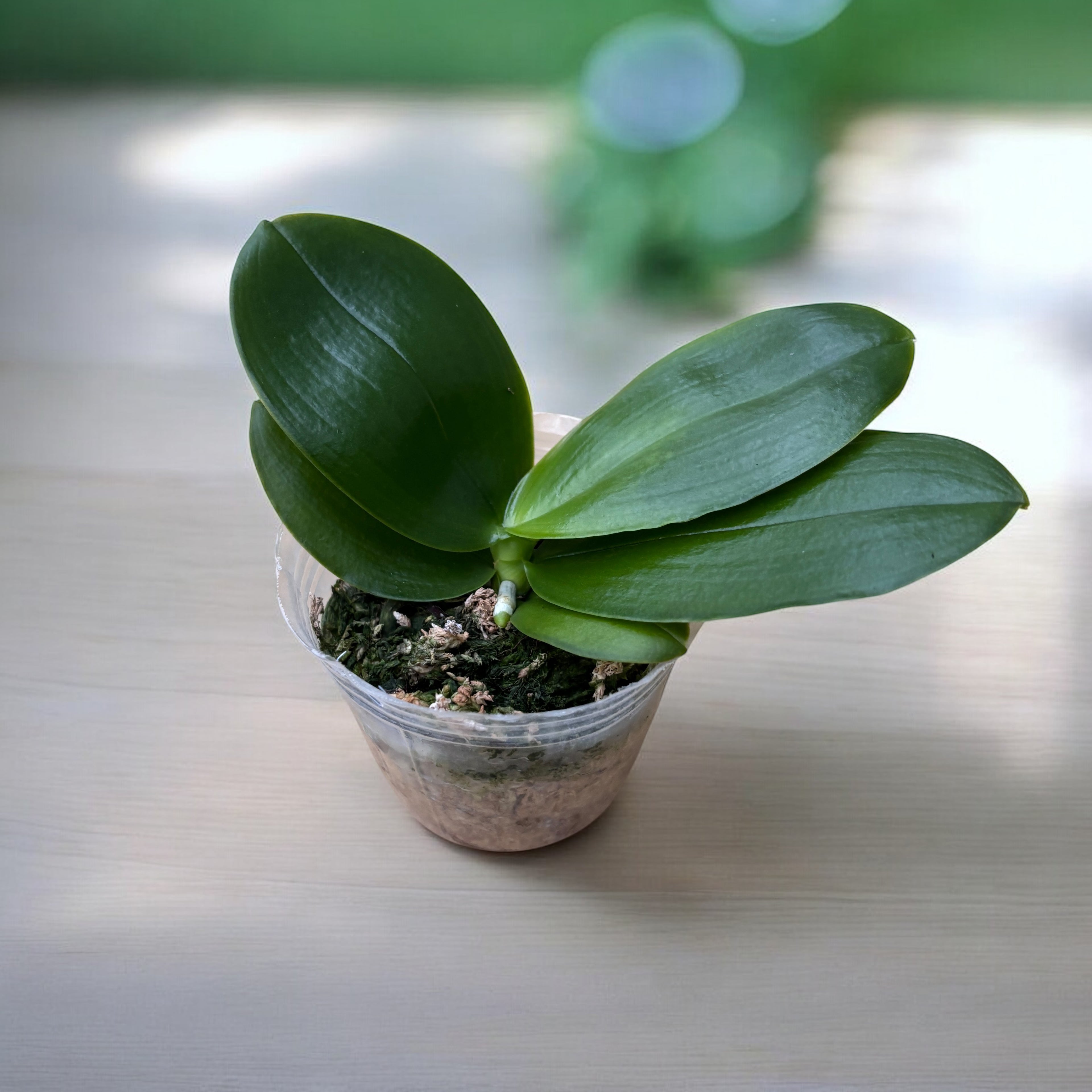 Phalaenopsis Meidarland Kaiulani 'Red Girl' - parfumata