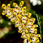 Odontocidium Remember Burkhard Holm (voňavé kvety)