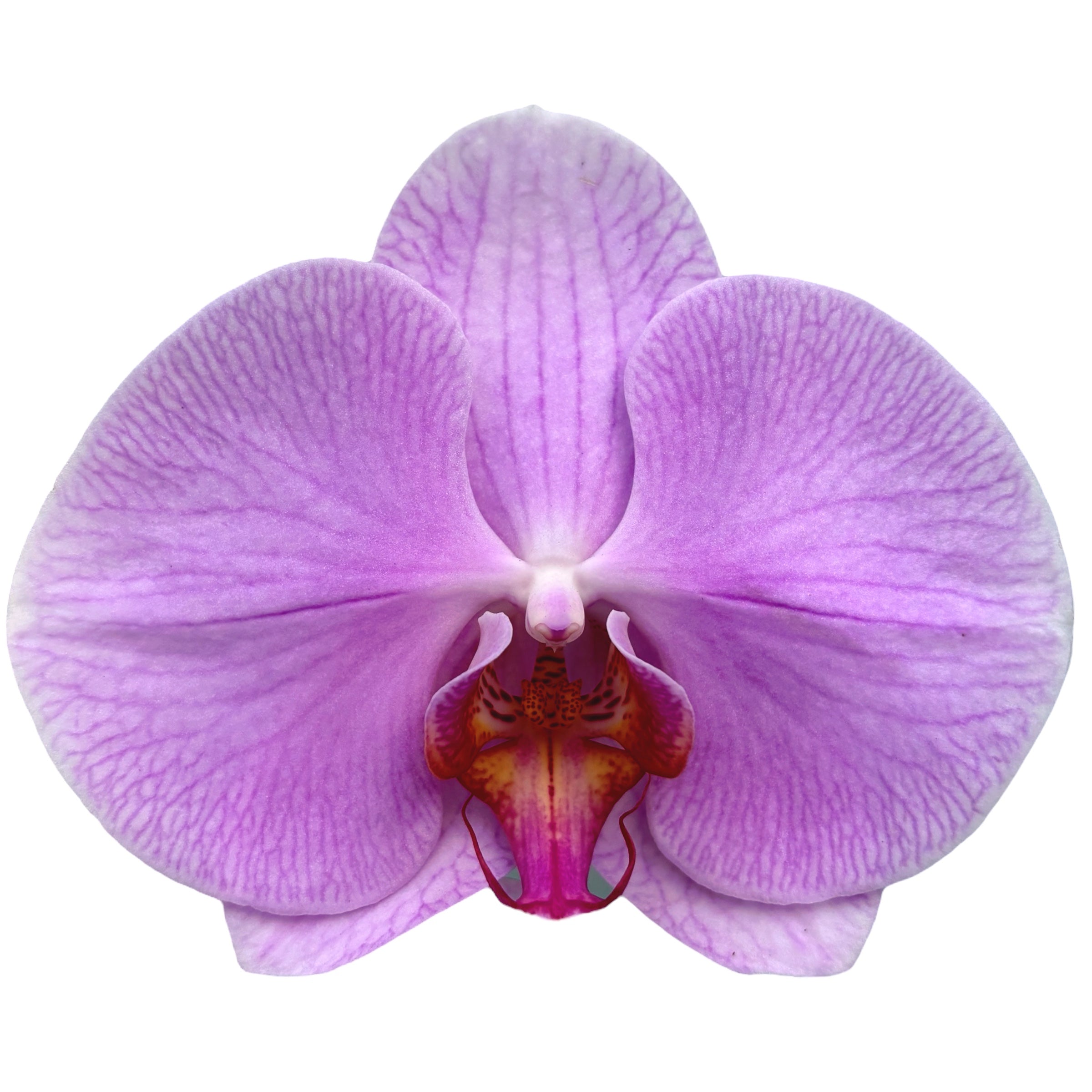 Phalaenopsis Pink Naomi (fiori XL)