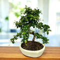 Bonsai Carmona forma S