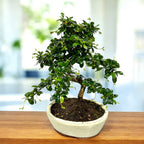Bonsai Carmona forma S
