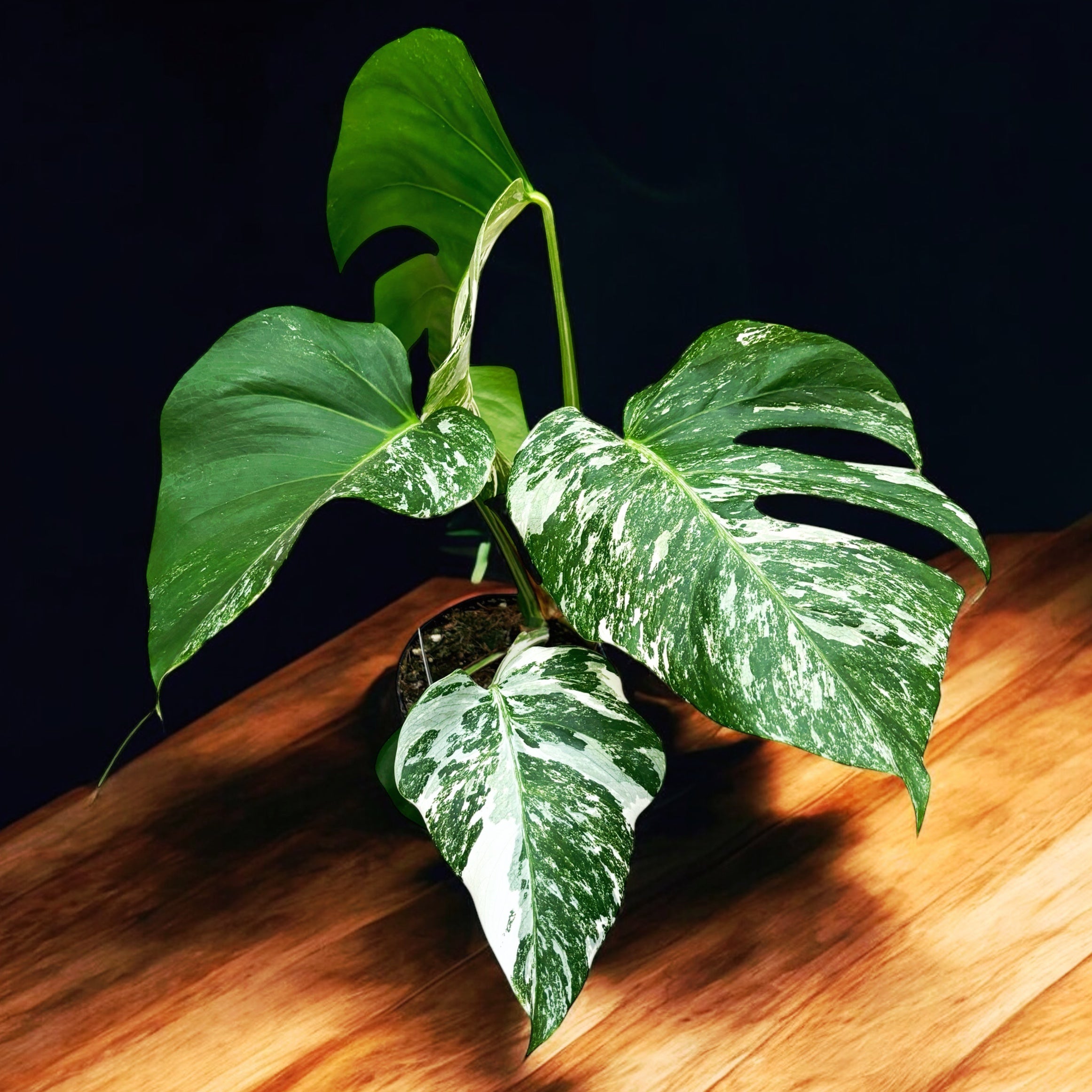 Monstera deliciosa 'Variegata' D12