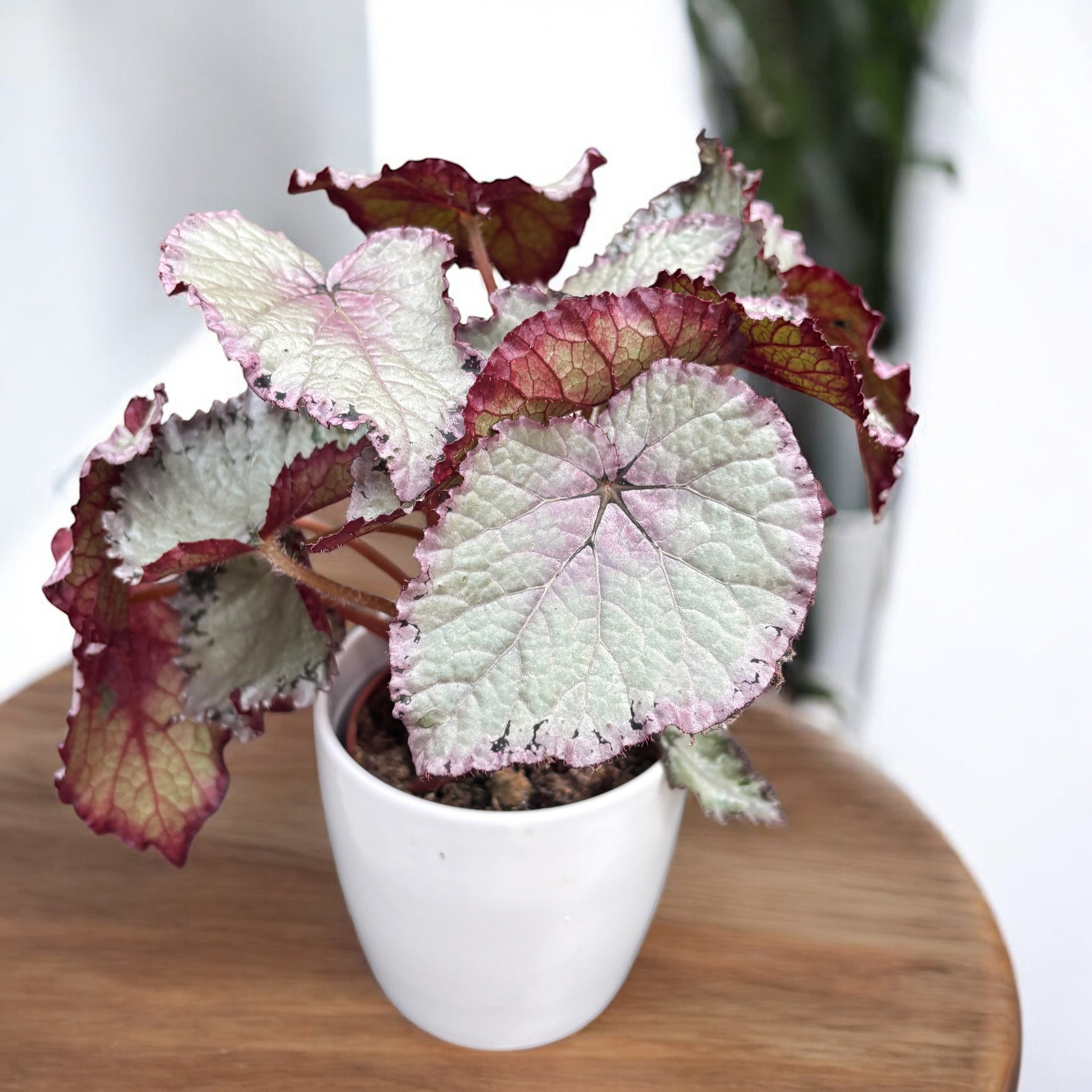 Begonia 'Hawaiian Silver'