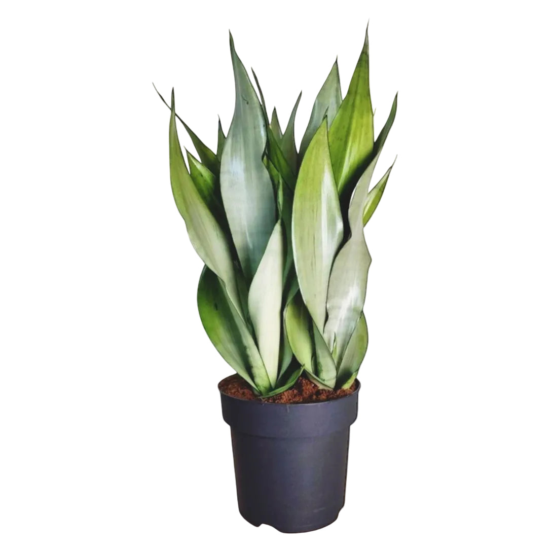 Sansevieria trifasciata 'Moonshine'