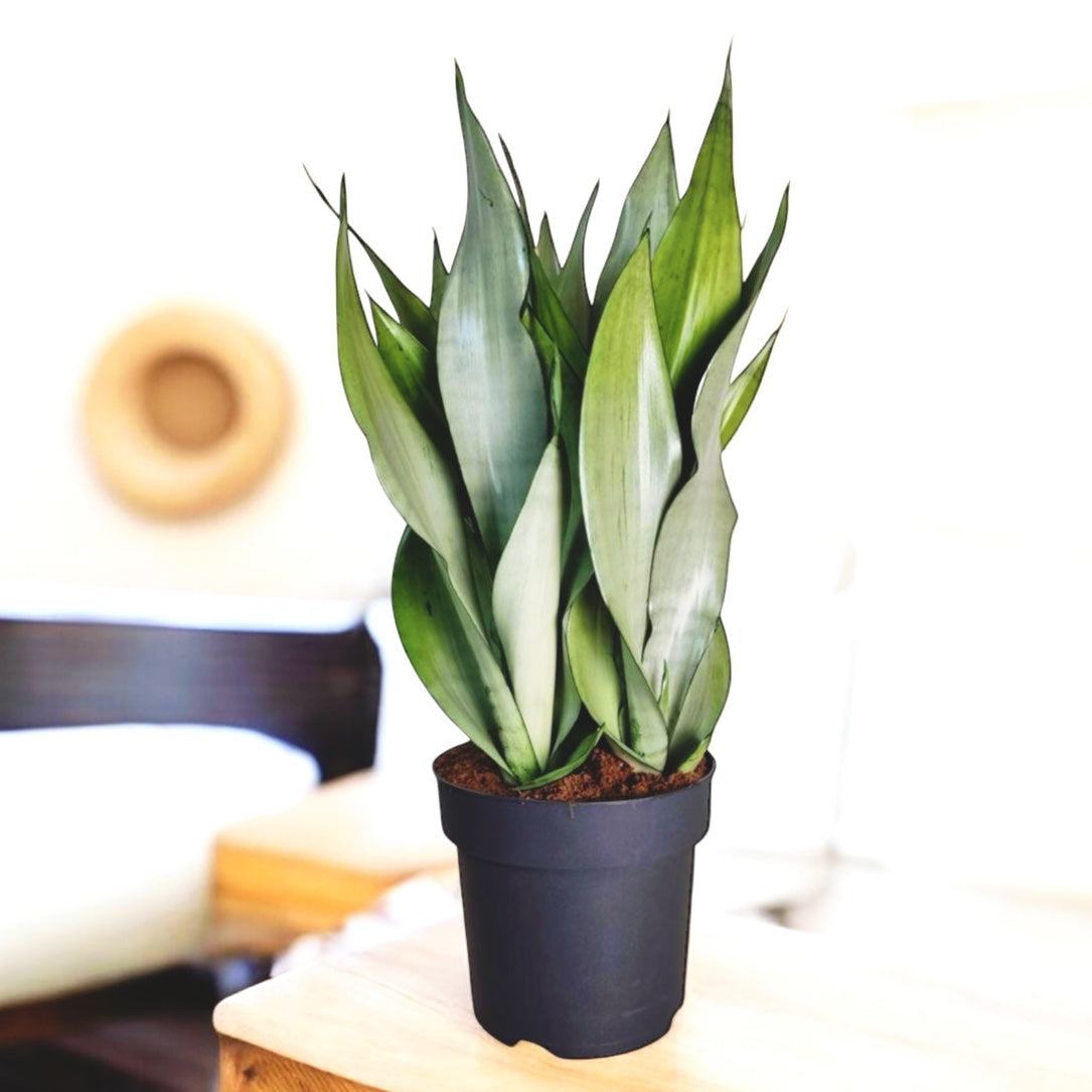 Sansevieria trifasciata 'Moonshine' - exemplare XL