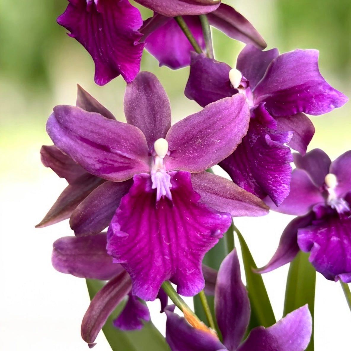 Miltonia Honolulu Warne's Best - flori parfumate, exemplare dezvoltate