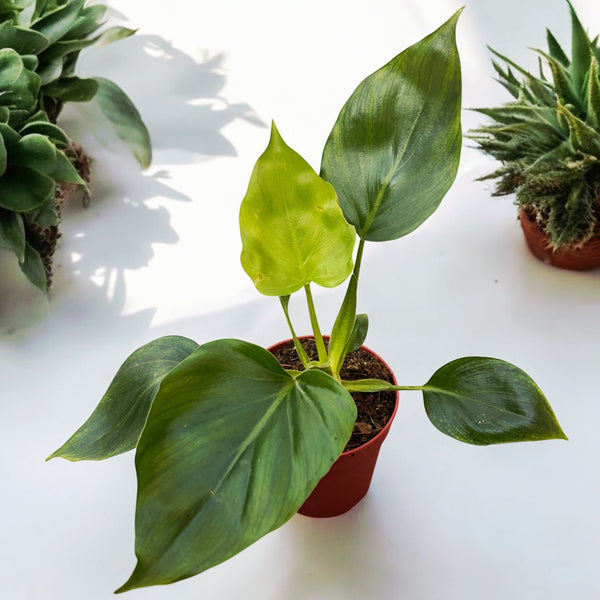 Philodendron warscewiczii (Grün)