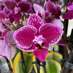 Phalaenopsis Chia E Yenlin (šareni listovi)