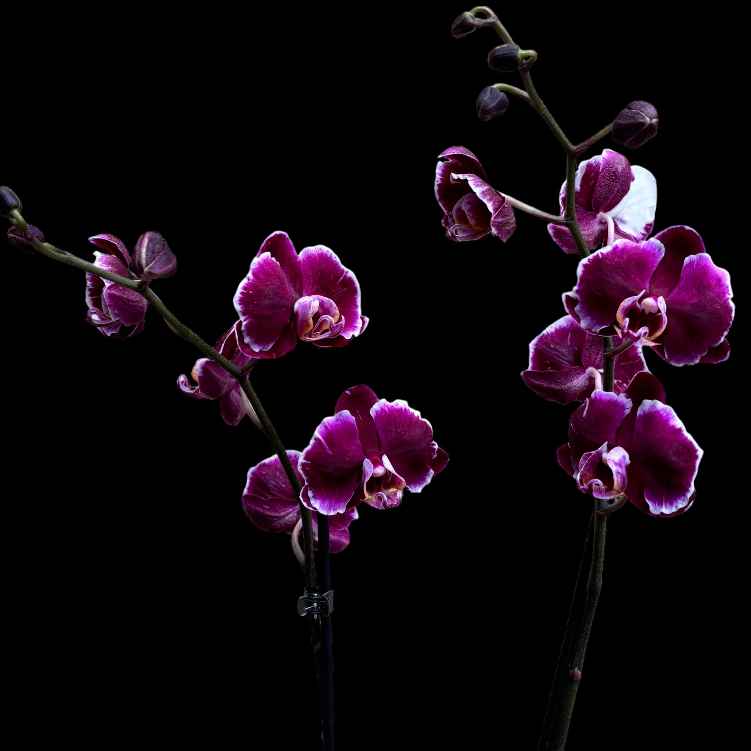 Phalaenopsis Chiada Stacy Chocolate Drop (Ph. Magic Art - Dark Solid)